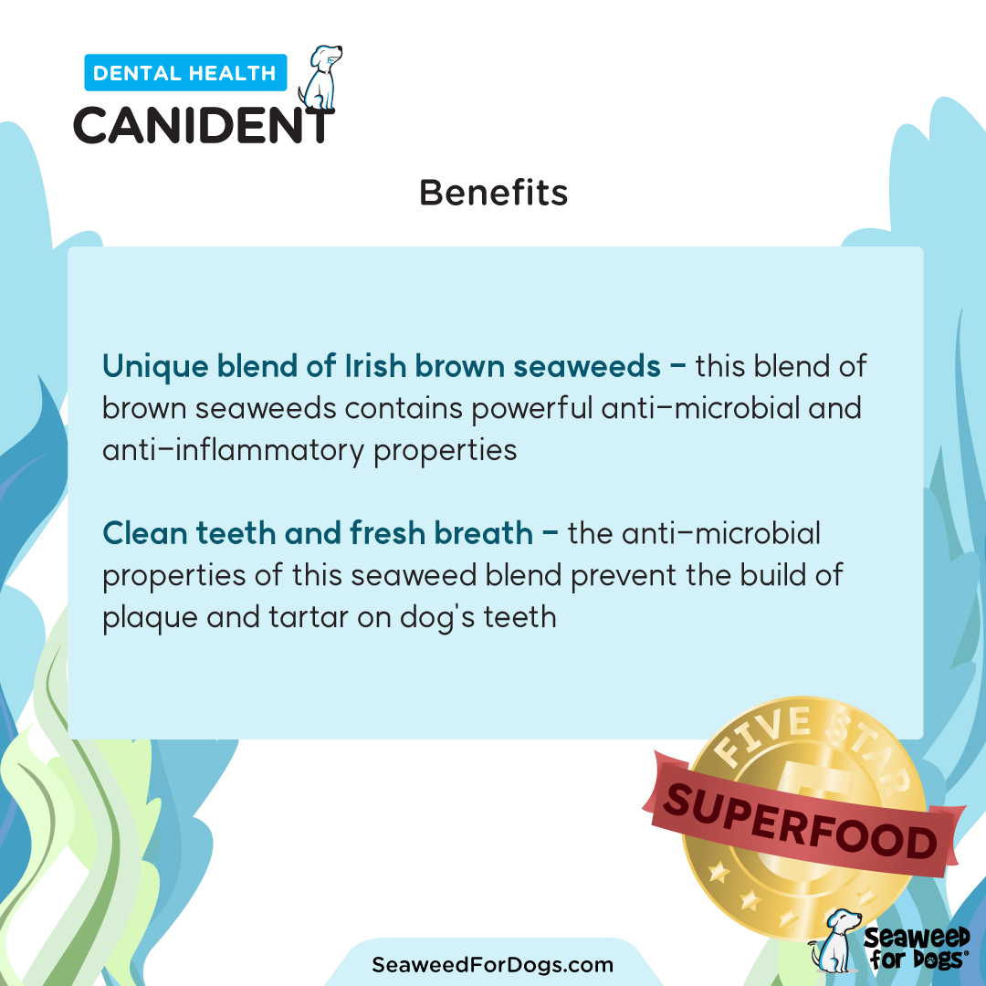 Canident - Clean Dogs Teeth