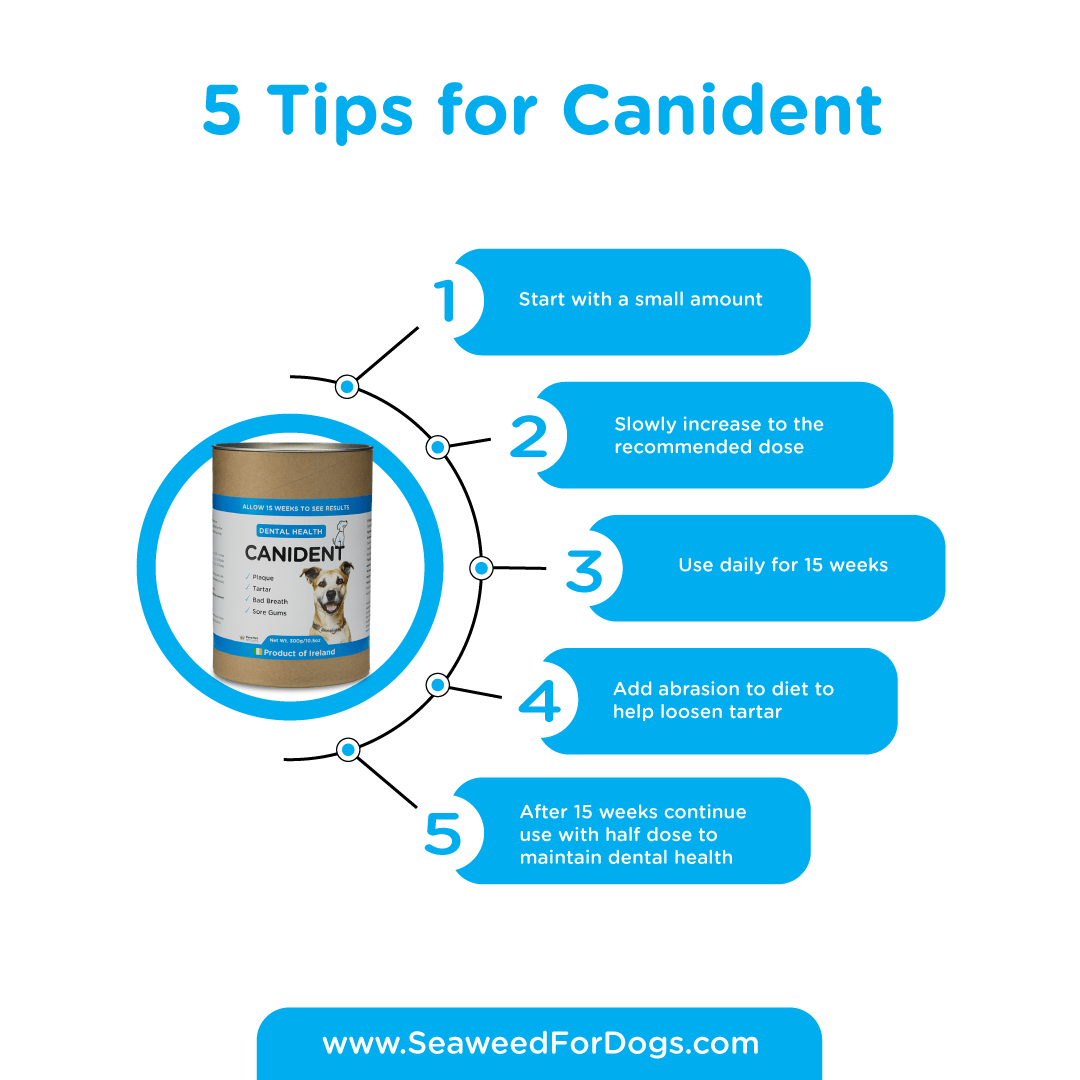 Canident - Clean Dogs Teeth